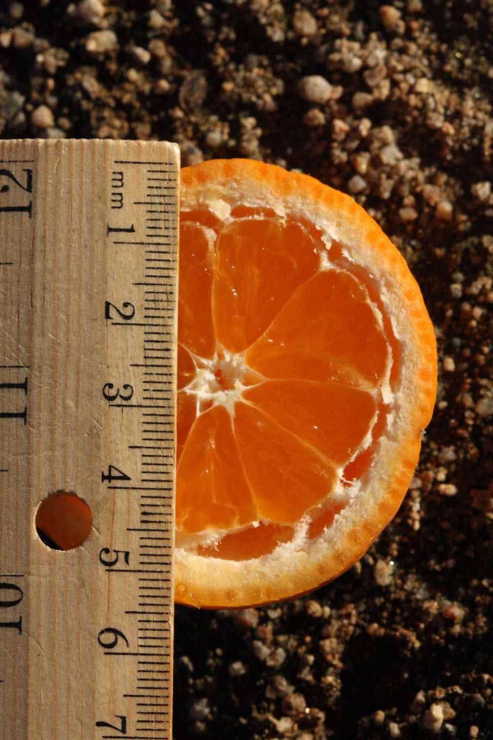              Fruit cross-section (Riverside, CA)       